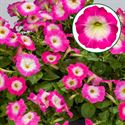 Bild von Petunia P12 FF Rose morn